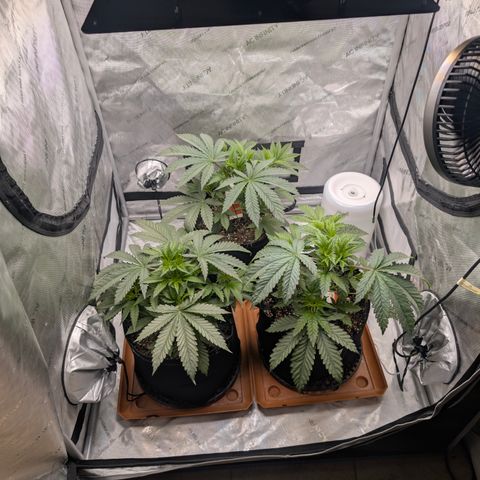Cherry Kush × OZK × Zkittles growlog timeline photo