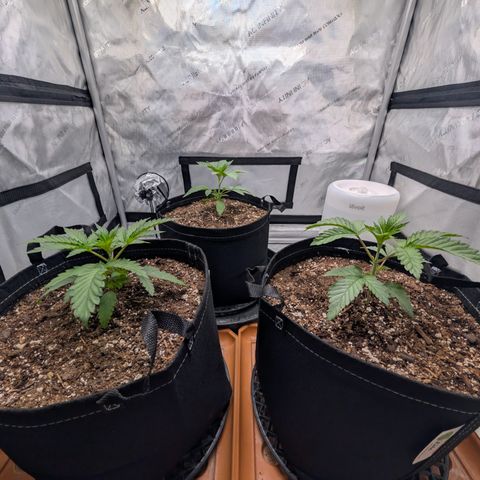 Cherry Kush × OZK × Zkittles growlog timeline photo