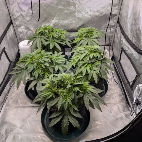 Stinking Rose growlog timeline photo