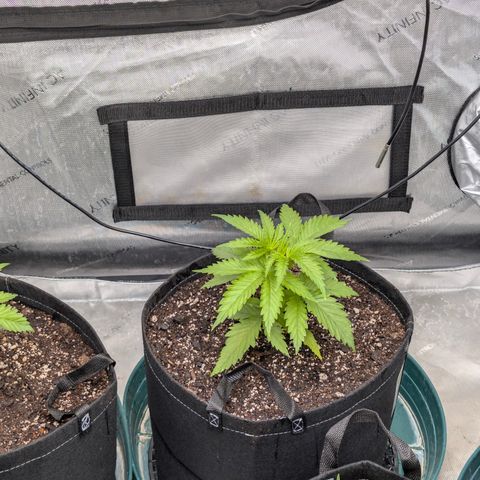 Stinking Rose growlog timeline photo