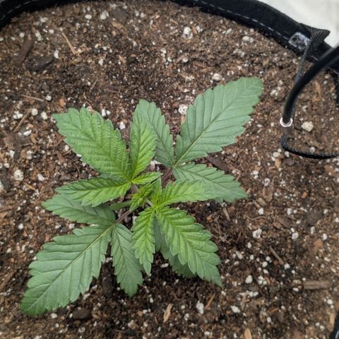 Cherry Kush × OZK × Zkittles growlog timeline photo