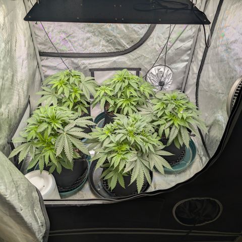 Stinking Rose growlog timeline photo