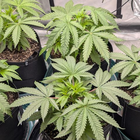 Stinking Rose growlog timeline photo
