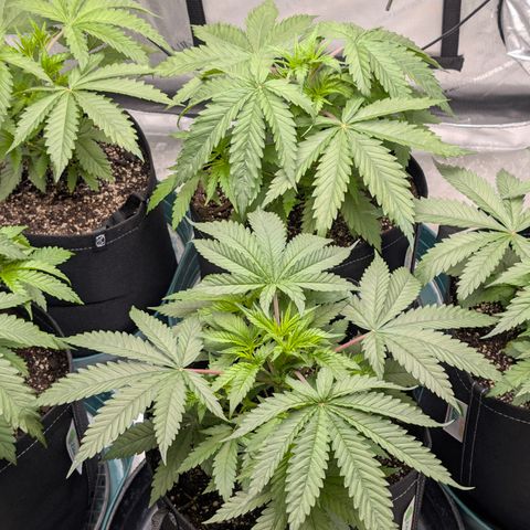 Stinking Rose growlog timeline photo