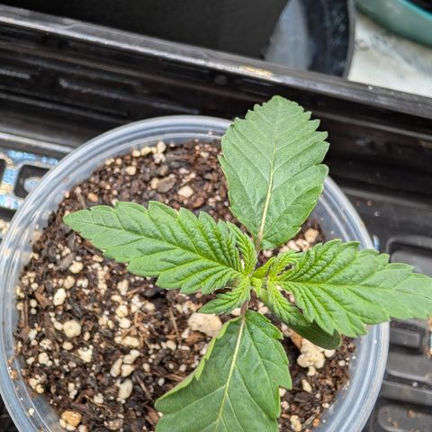 Cherry Kush × OZK × Zkittles growlog timeline photo
