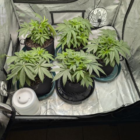 Stinking Rose growlog timeline photo