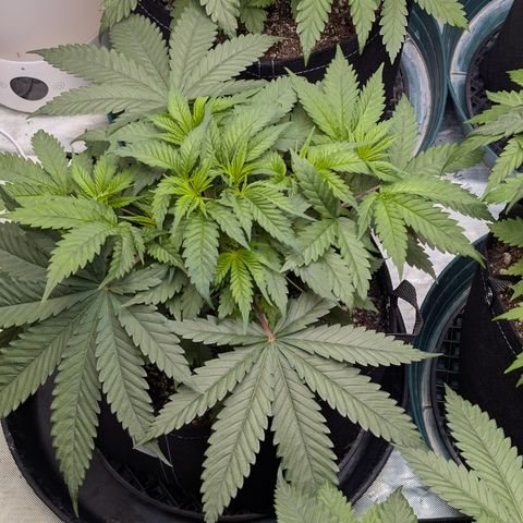 Stinking Rose growlog timeline photo