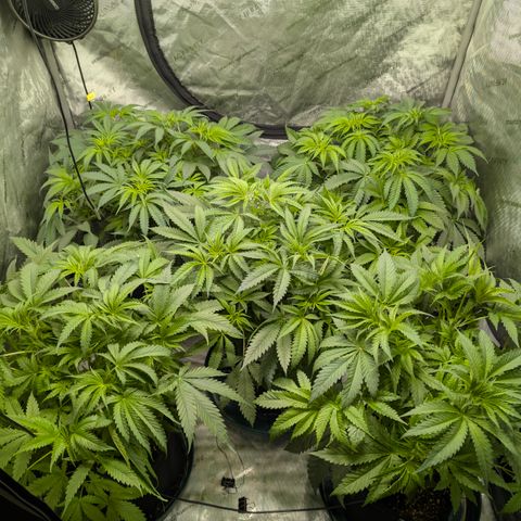 Stinking Rose growlog timeline photo