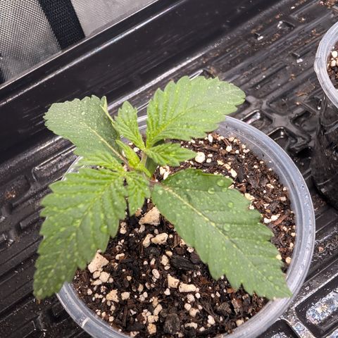 Cherry Kush × OZK × Zkittles growlog timeline photo