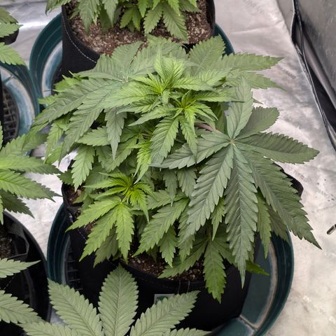 Stinking Rose growlog timeline photo