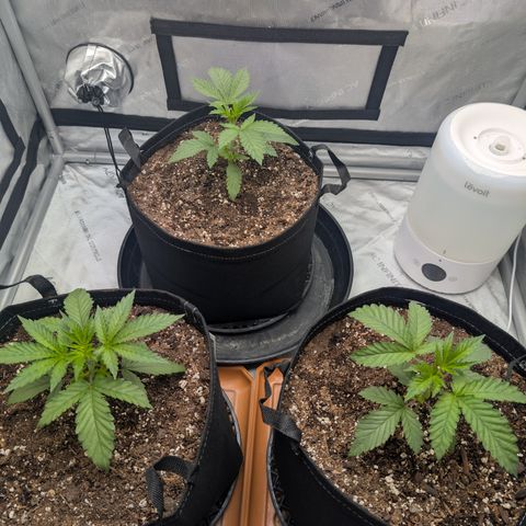 Cherry Kush × OZK × Zkittles growlog timeline photo