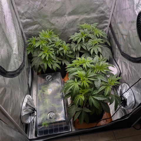 Cherry Kush × OZK × Zkittles growlog timeline photo