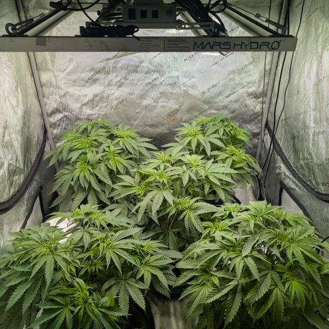 Stinking Rose growlog timeline photo