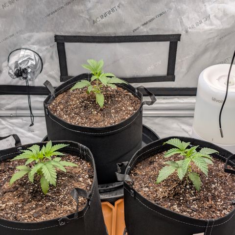Cherry Kush × OZK × Zkittles growlog timeline photo