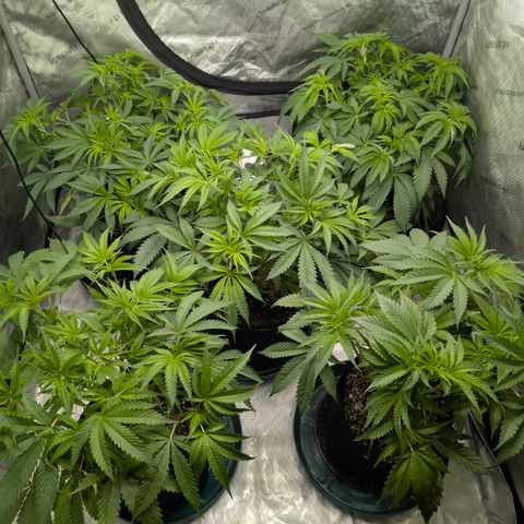 Stinking Rose growlog timeline photo