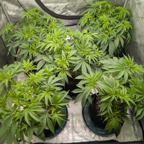 Stinking Rose growlog timeline photo