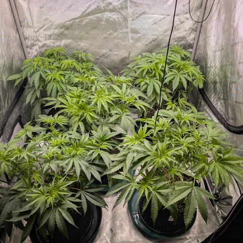 Stinking Rose growlog timeline photo