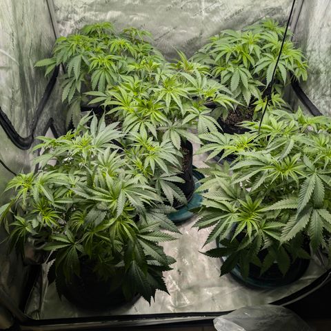 Stinking Rose growlog timeline photo