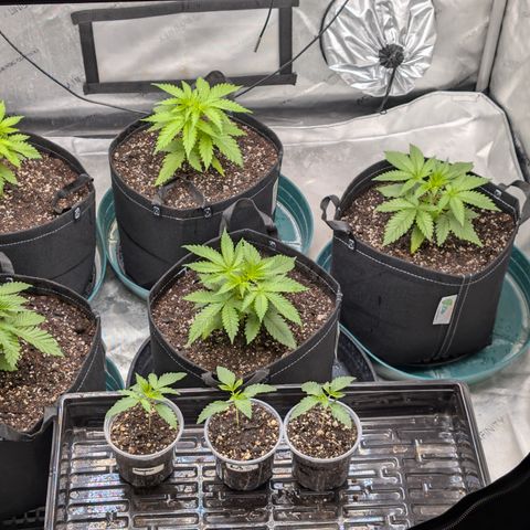 Stinking Rose growlog timeline photo