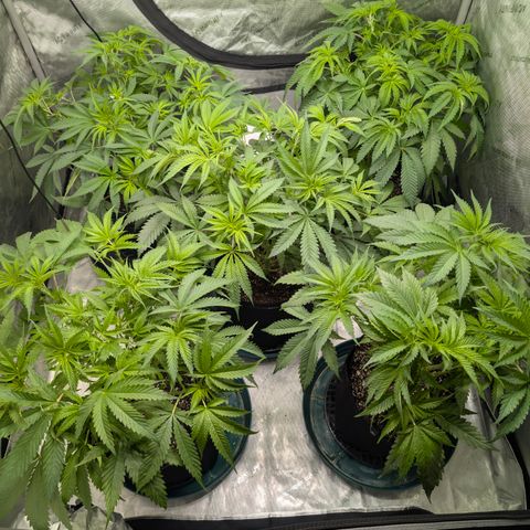 Stinking Rose growlog timeline photo