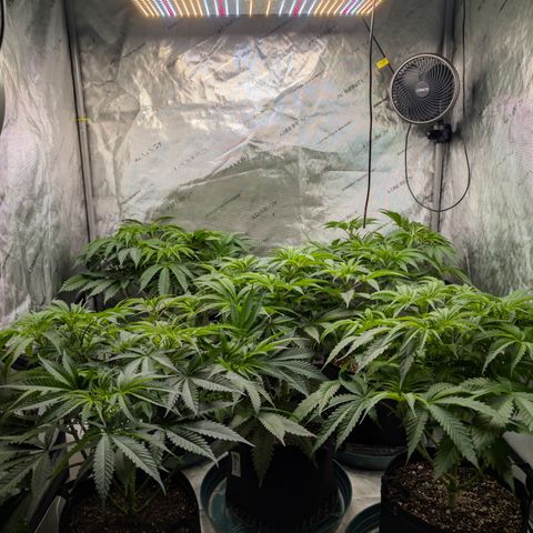 Stinking Rose growlog timeline photo