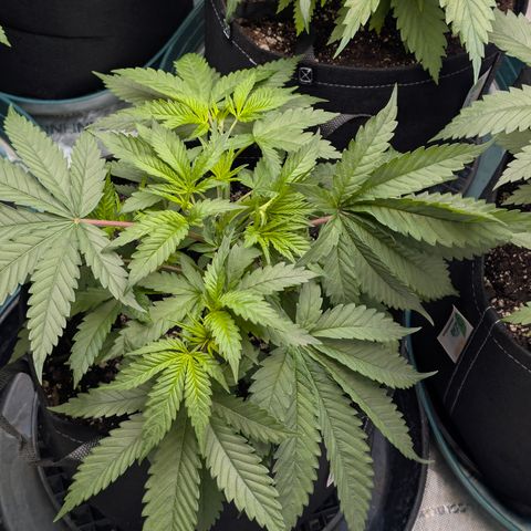 Stinking Rose growlog timeline photo