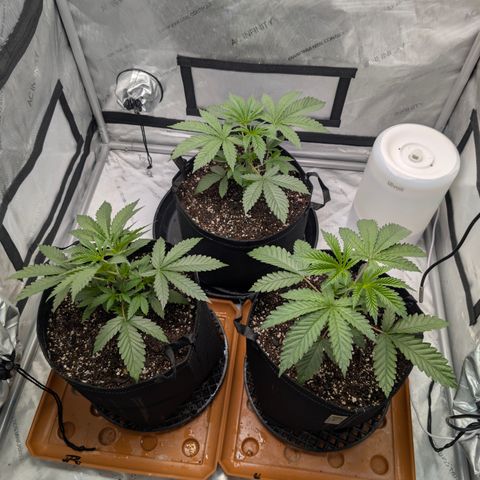 Cherry Kush × OZK × Zkittles growlog timeline photo