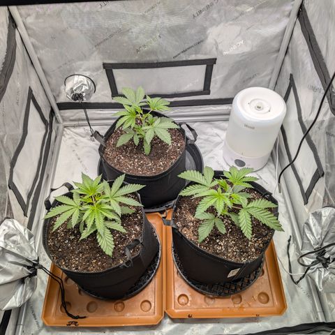 Cherry Kush × OZK × Zkittles growlog timeline photo