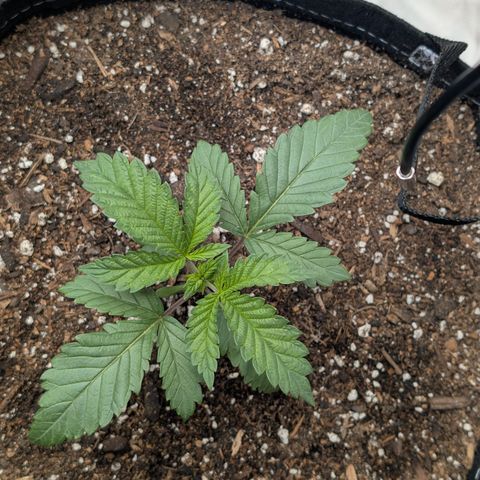 Cherry Kush × OZK × Zkittles growlog timeline photo