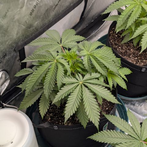 Stinking Rose growlog timeline photo