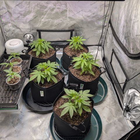 Stinking Rose growlog timeline photo