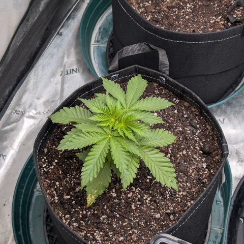 Stinking Rose growlog timeline photo