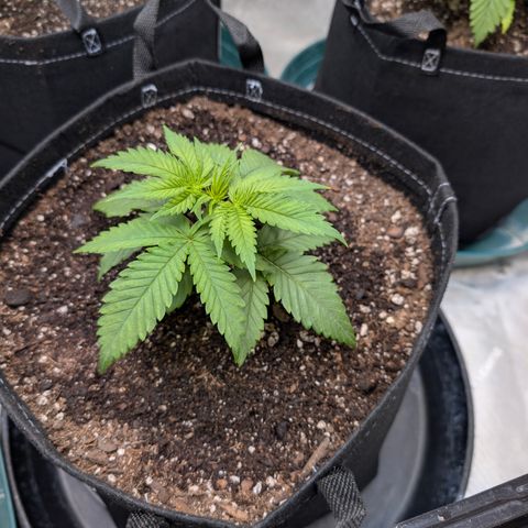 Stinking Rose growlog timeline photo
