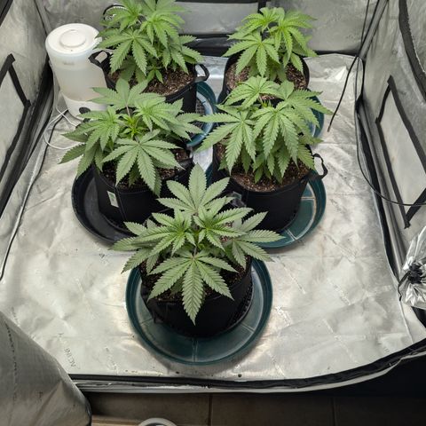 Stinking Rose growlog timeline photo