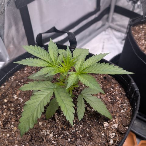 Cherry Kush × OZK × Zkittles growlog timeline photo