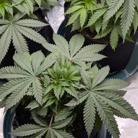 Stinking Rose growlog timeline photo