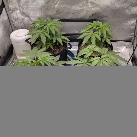 Stinking Rose growlog timeline photo