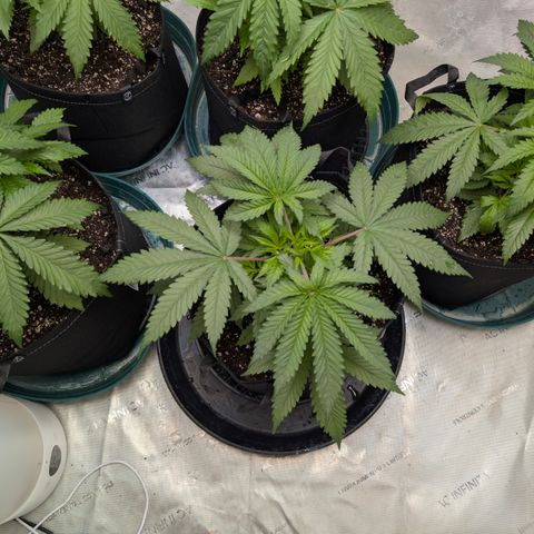 Stinking Rose growlog timeline photo