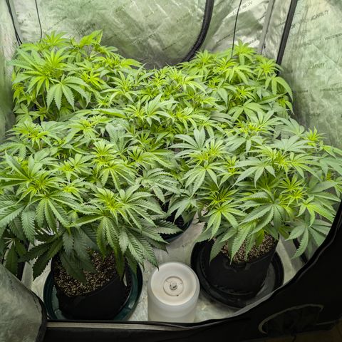 Stinking Rose growlog timeline photo