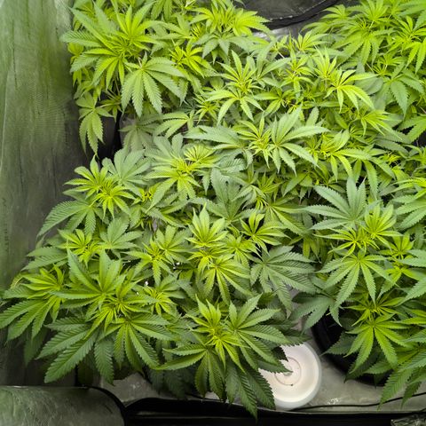 Stinking Rose growlog timeline photo