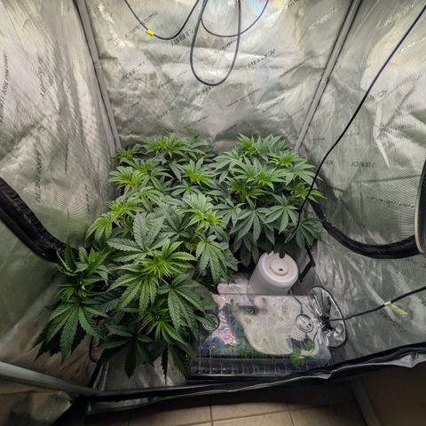 Cherry Kush × OZK × Zkittles growlog timeline photo