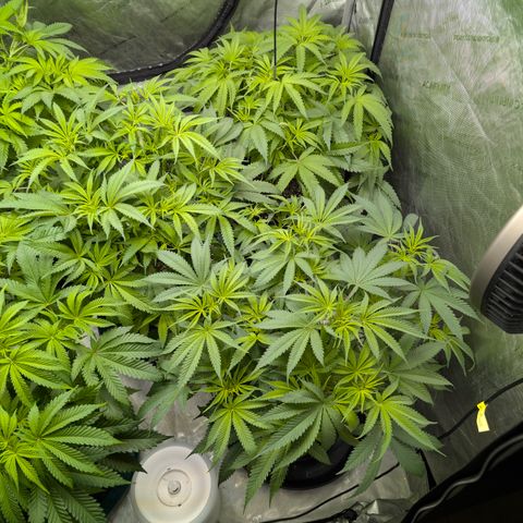 Stinking Rose growlog timeline photo
