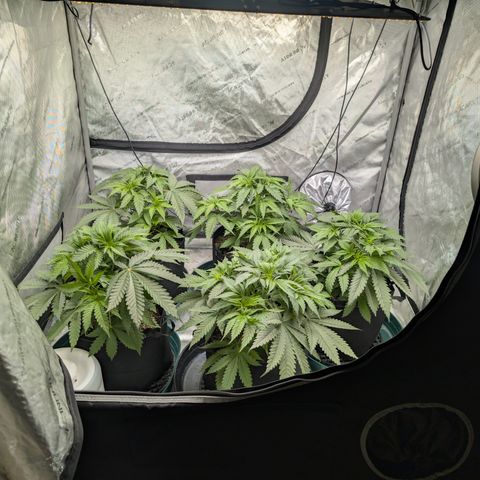 Stinking Rose growlog timeline photo