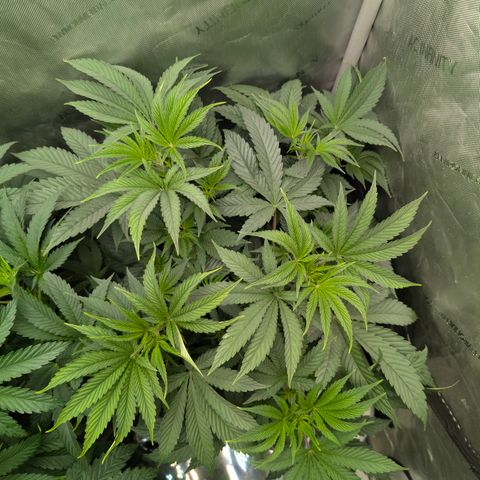 Cherry Kush × OZK × Zkittles growlog timeline photo