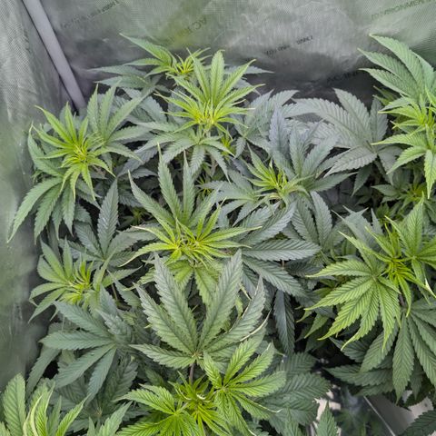 Cherry Kush × OZK × Zkittles growlog timeline photo