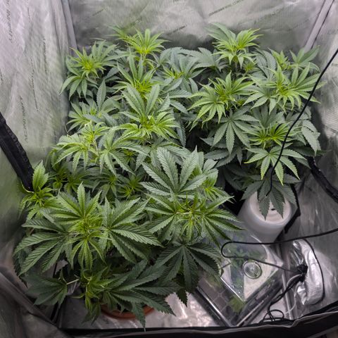 Cherry Kush × OZK × Zkittles growlog timeline photo