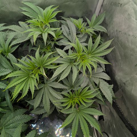 Cherry Kush × OZK × Zkittles growlog timeline photo