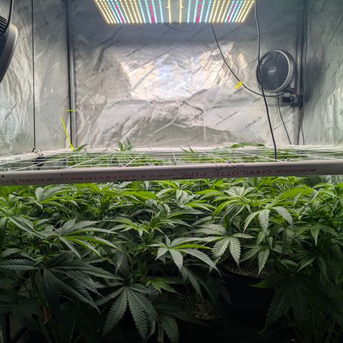 Stinking Rose growlog timeline photo