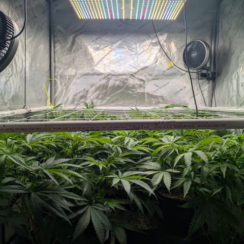 Stinking Rose growlog timeline photo
