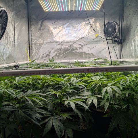 Stinking Rose growlog timeline photo